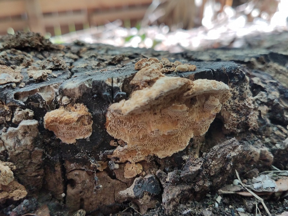 Neoantrodia serialiformis image