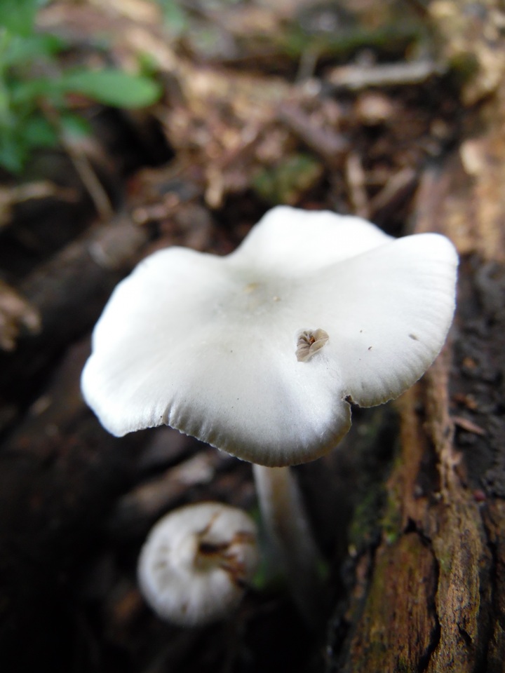 Psilocybe subaeruginascens image