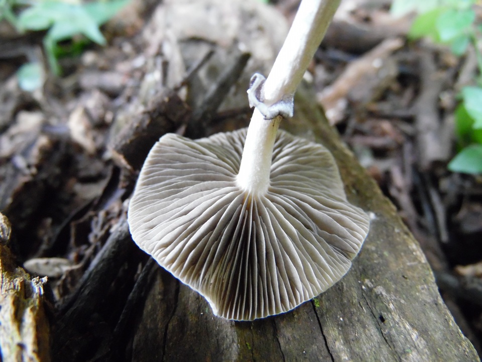 Psilocybe subaeruginascens image