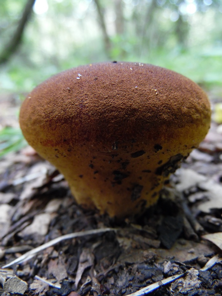 Calvatia rugosa image