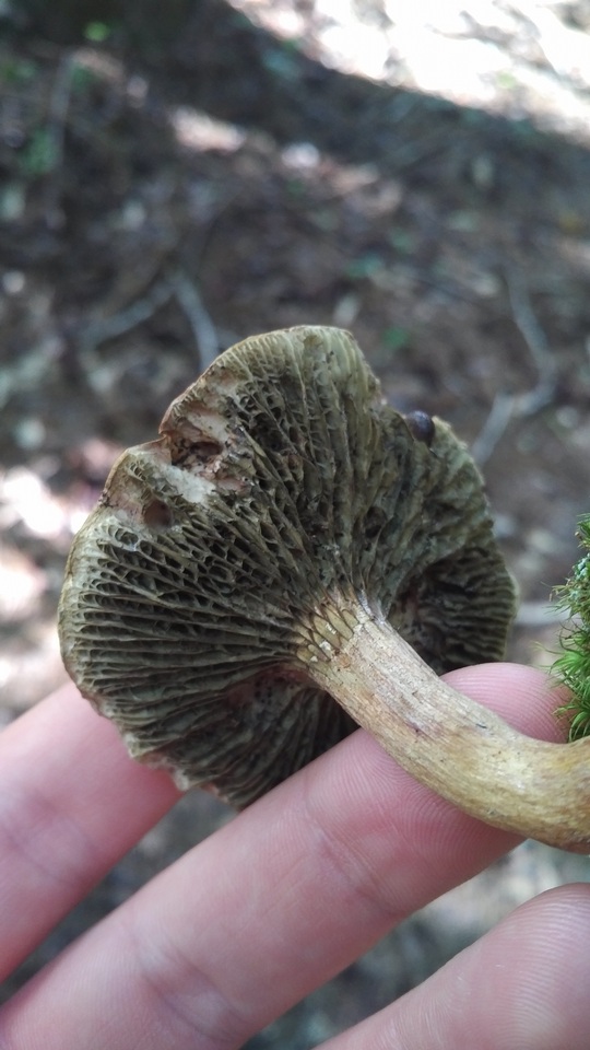 Phylloporopsis boletinoides image