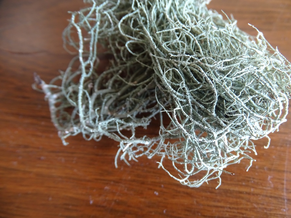 Usnea californica image