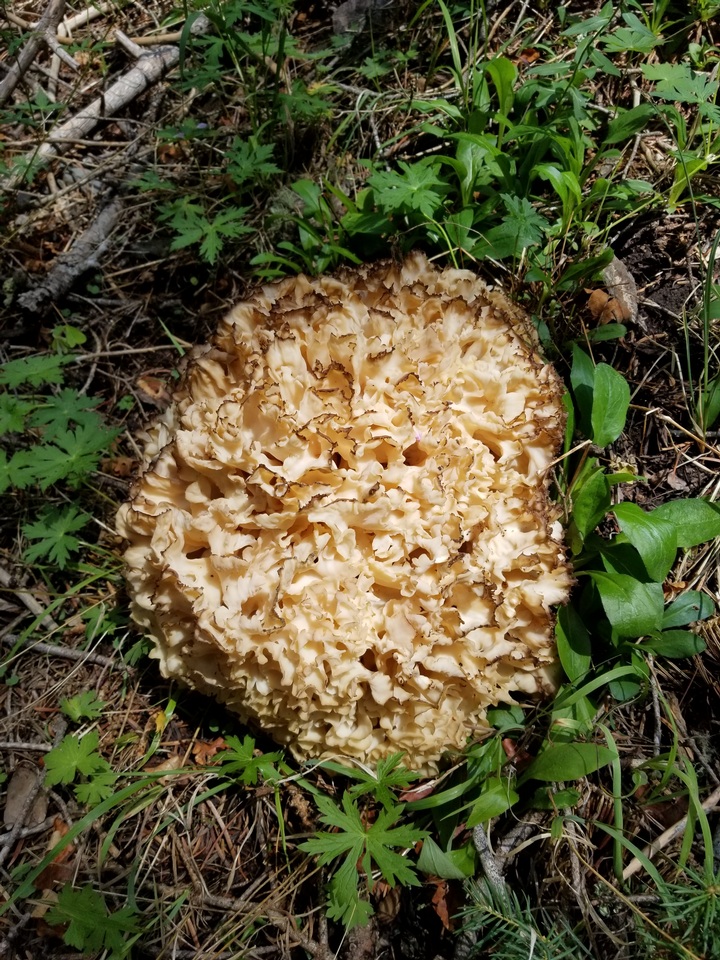 Sparassis americana f. arizonica image