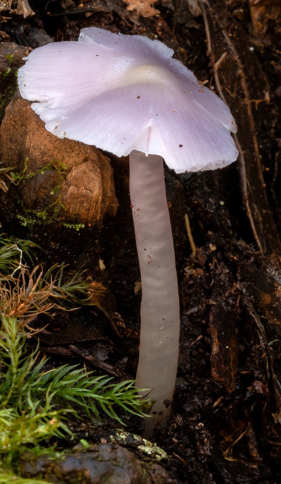 Humidicutis lewelliniae image