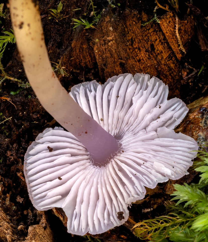 Humidicutis lewelliniae image