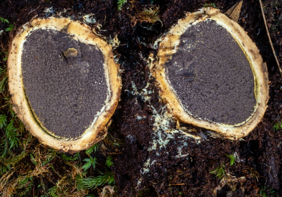 Scleroderma paradoxum image