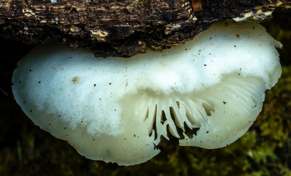 Marasmiellus affixus image