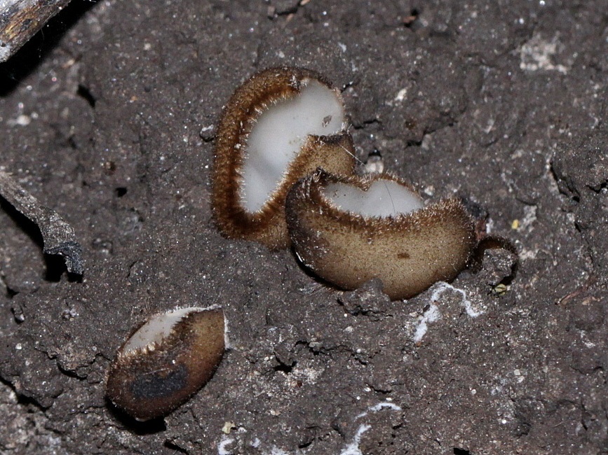 Trichophaea hemisphaerioides image