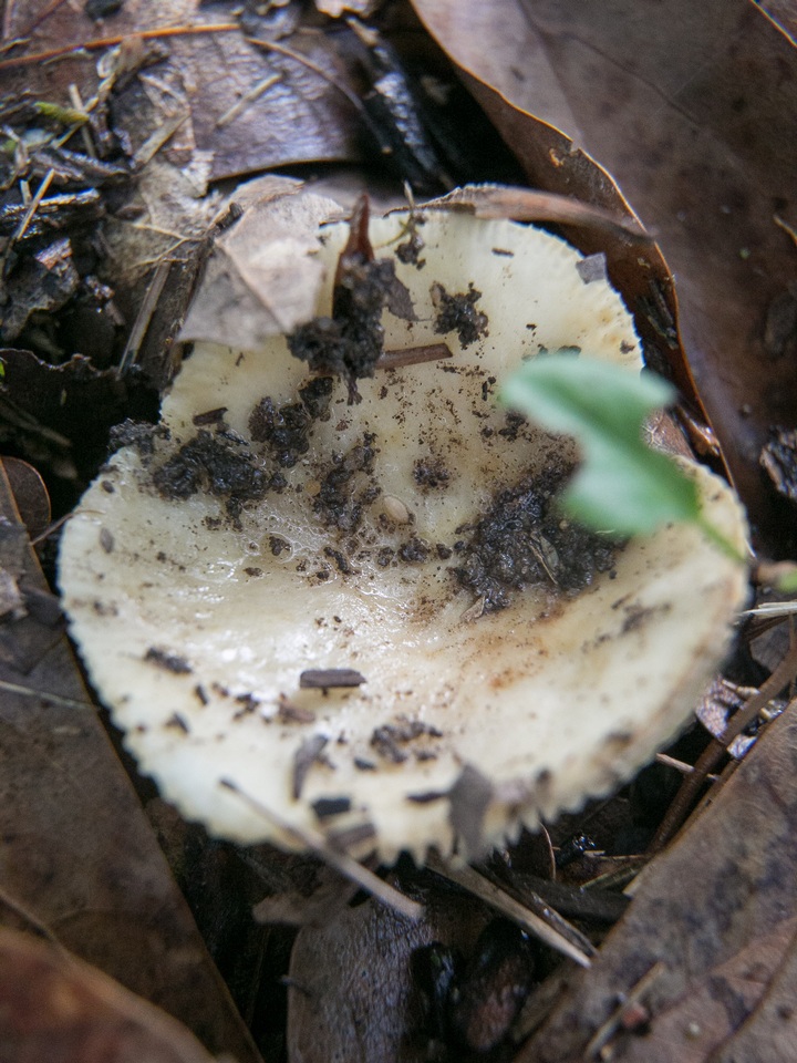 Russula farinipes image