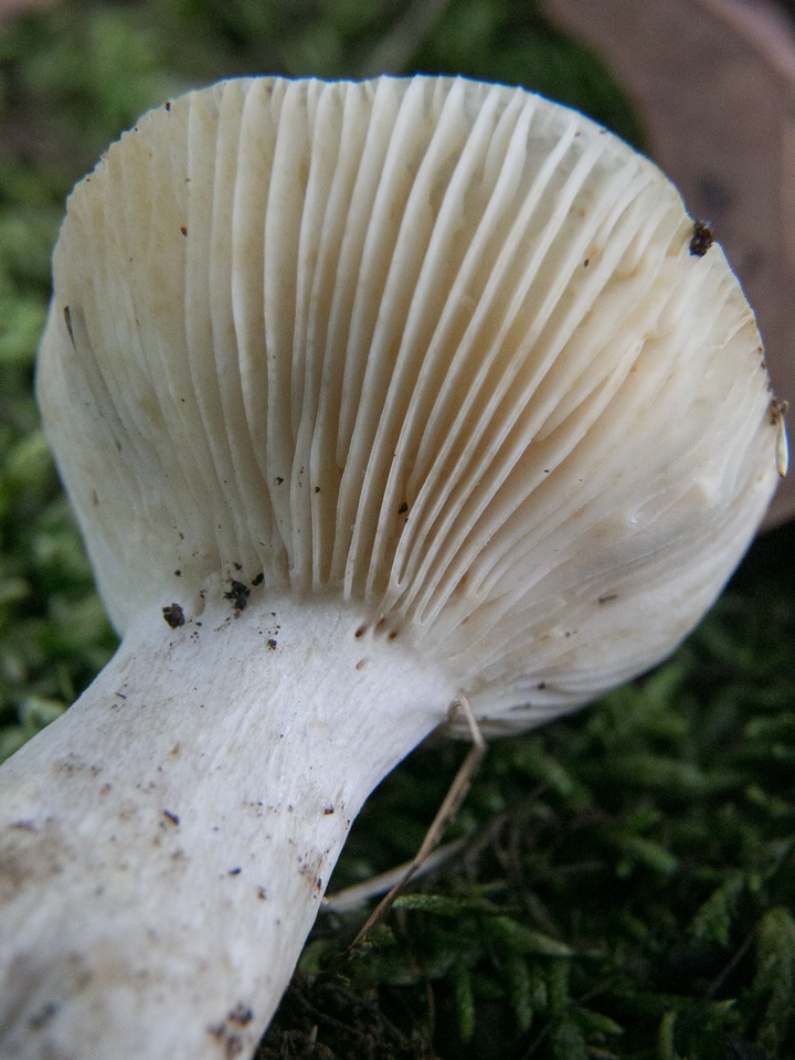 Russula farinipes image