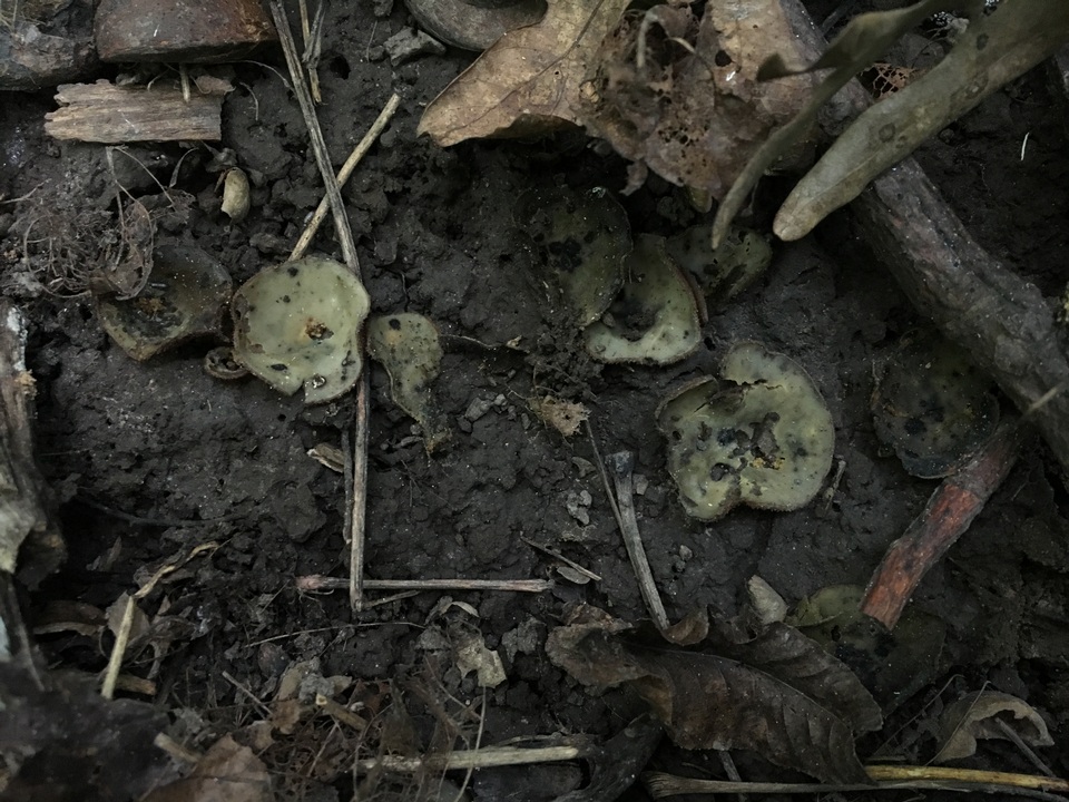 Trichophaea hemisphaerioides image