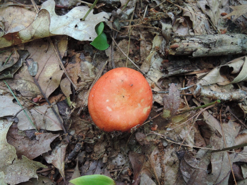 Russula rubescens image