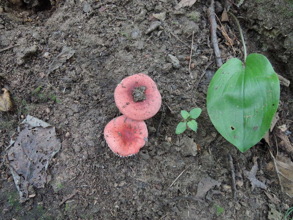 Russula operta image
