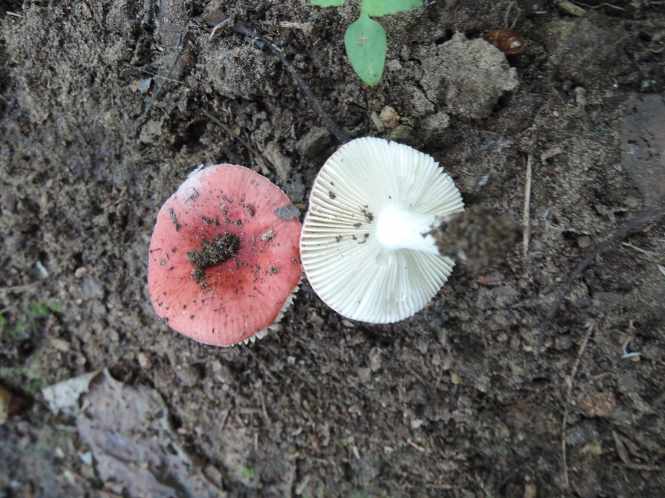 Russula operta image