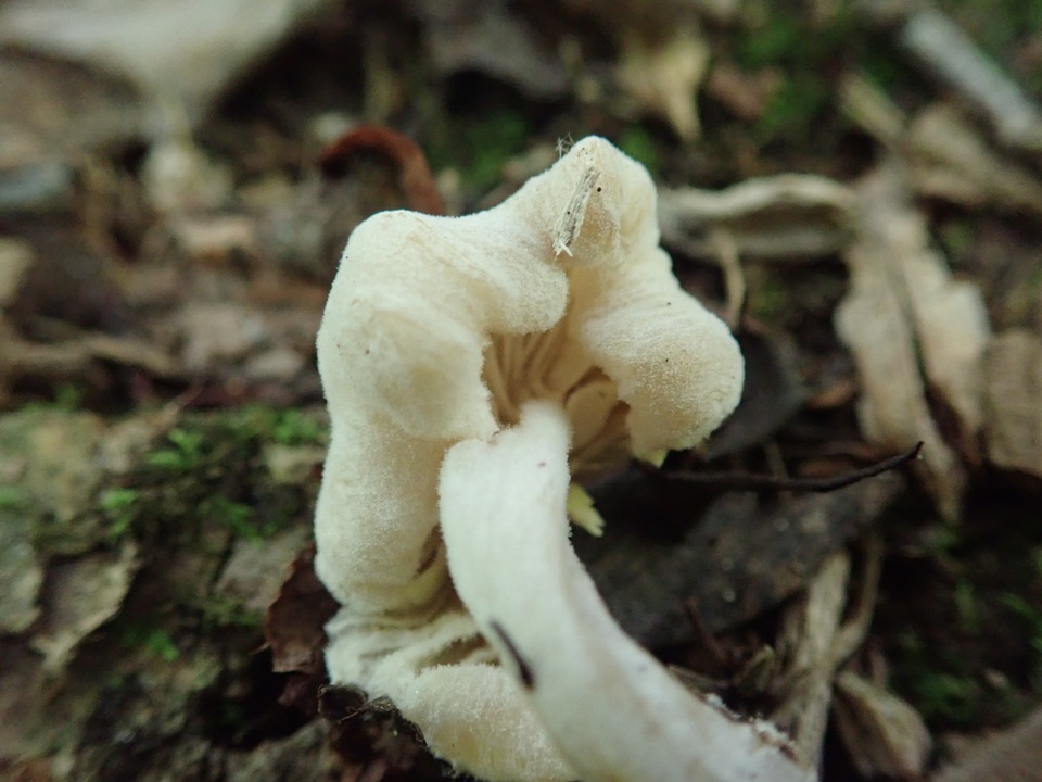 Hypomyces porphyreus image