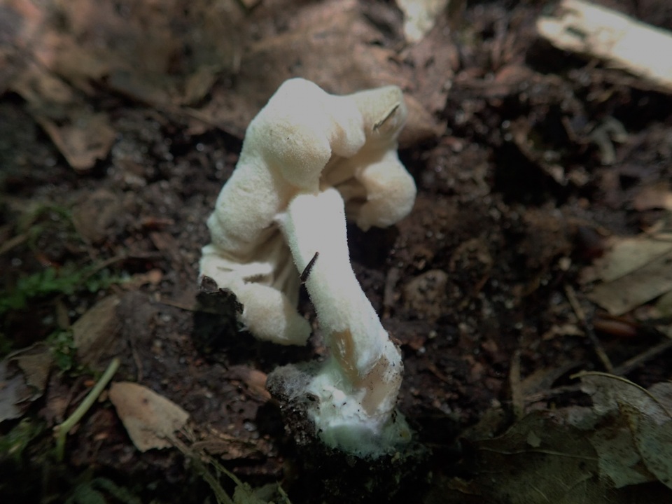 Hypomyces porphyreus image