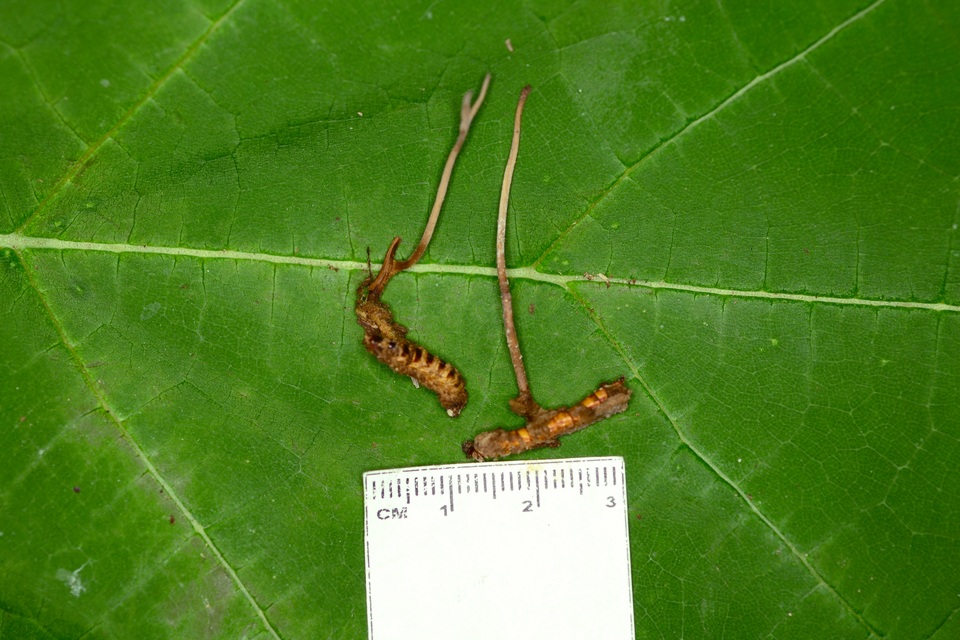 Cordyceps stylophora image