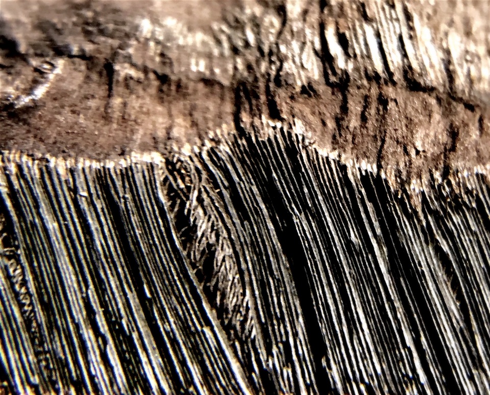 Nigrofomes sinomelanoporus image