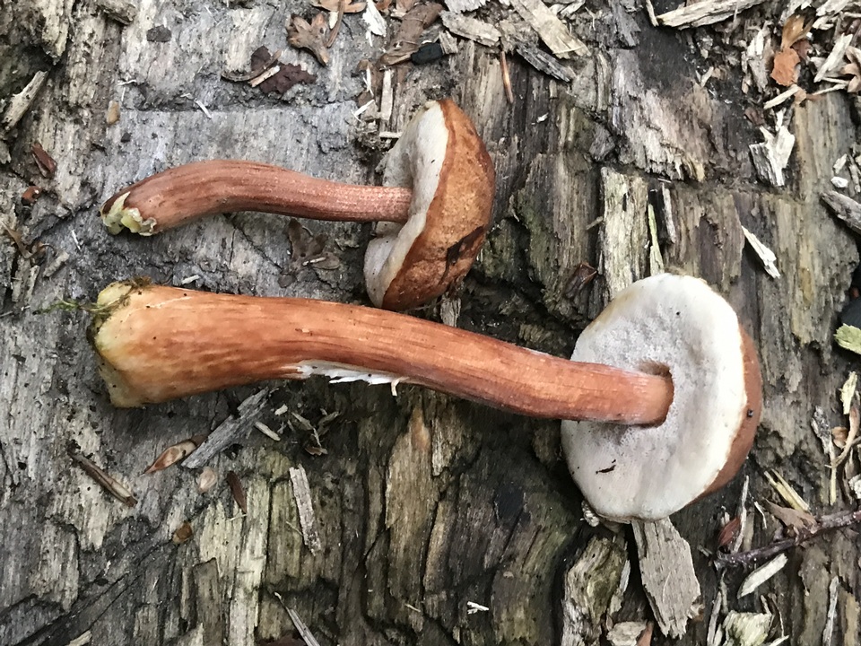 Austroboletus gracilis var. gracilis image