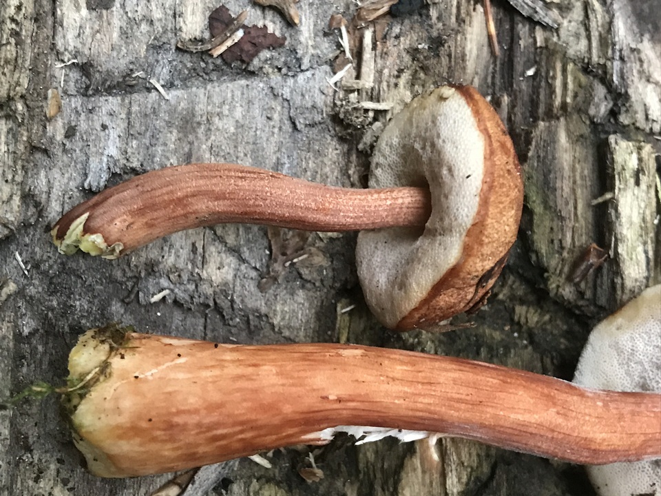 Austroboletus gracilis var. gracilis image