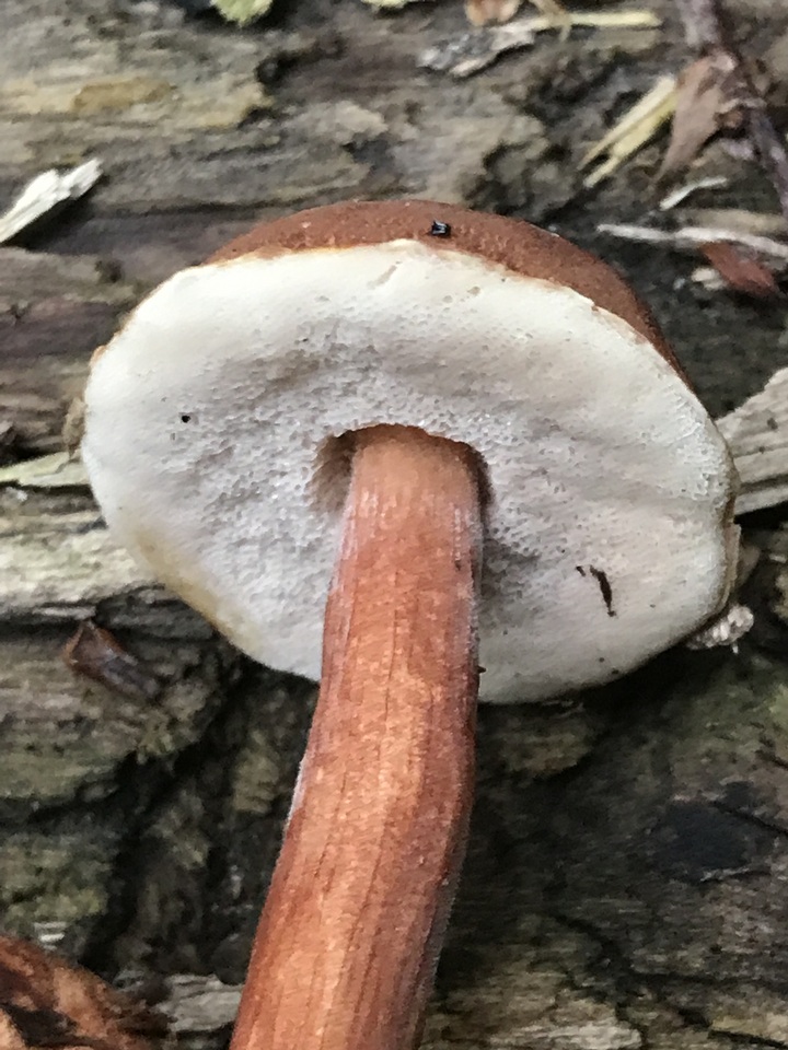 Austroboletus gracilis var. gracilis image