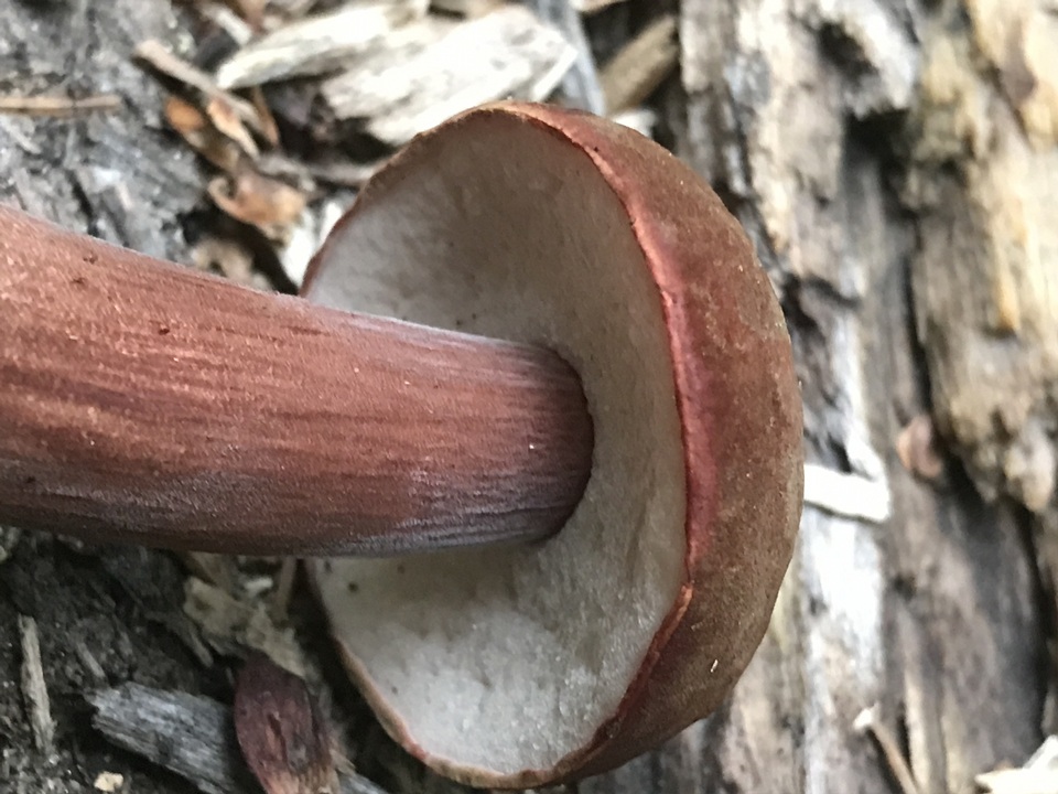 Austroboletus gracilis var. pulcherripes image