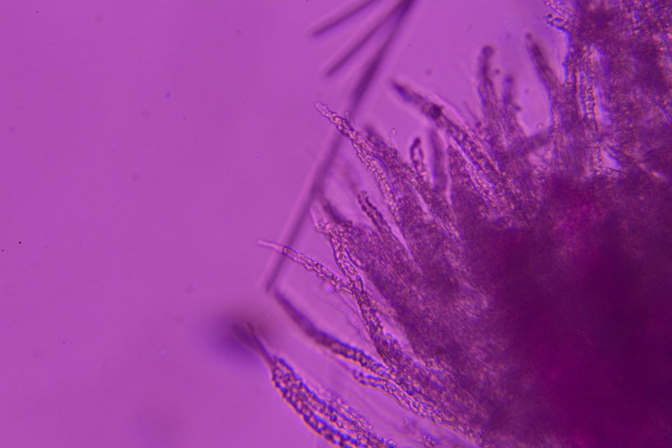 Flagelloscypha minutissima image
