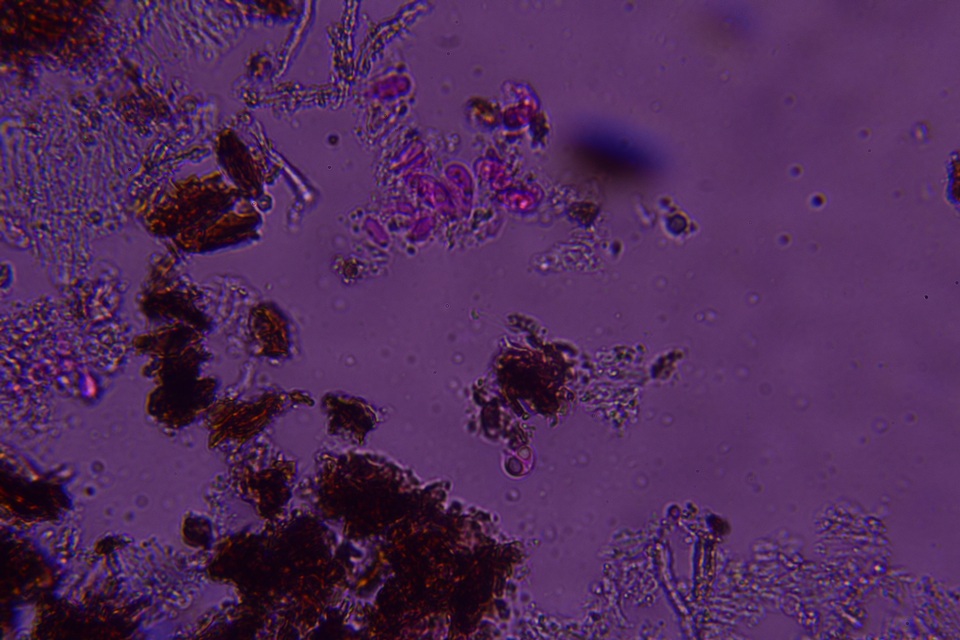 Flagelloscypha minutissima image