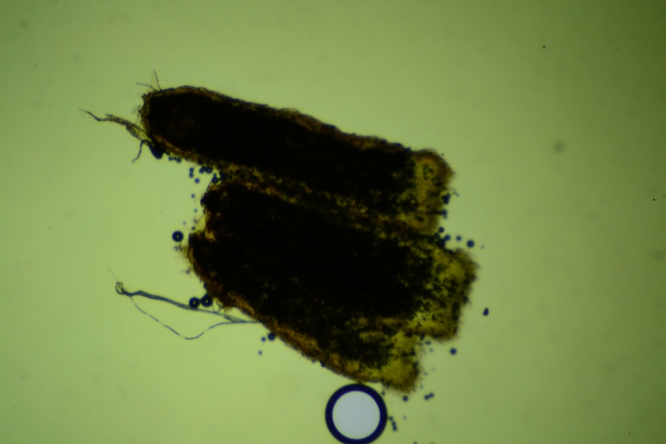 Rectipilus davidii image