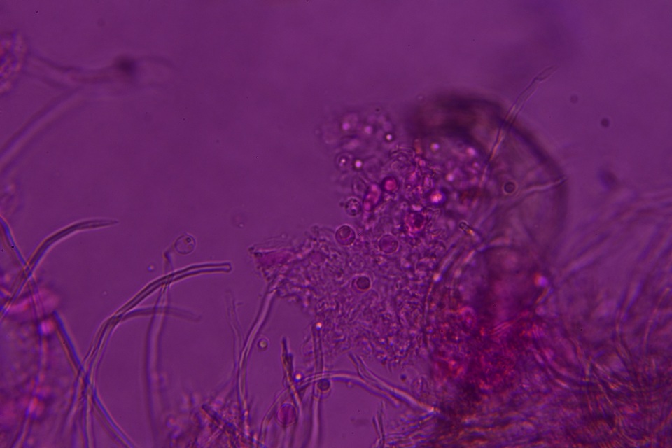 Rectipilus davidii image