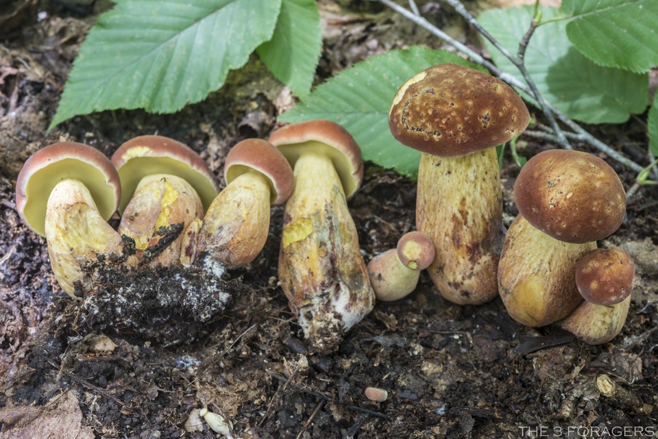Baorangia bicolor image