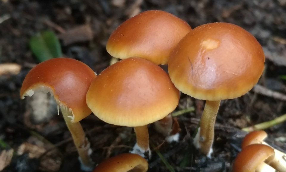 Agrocybe arvalis image