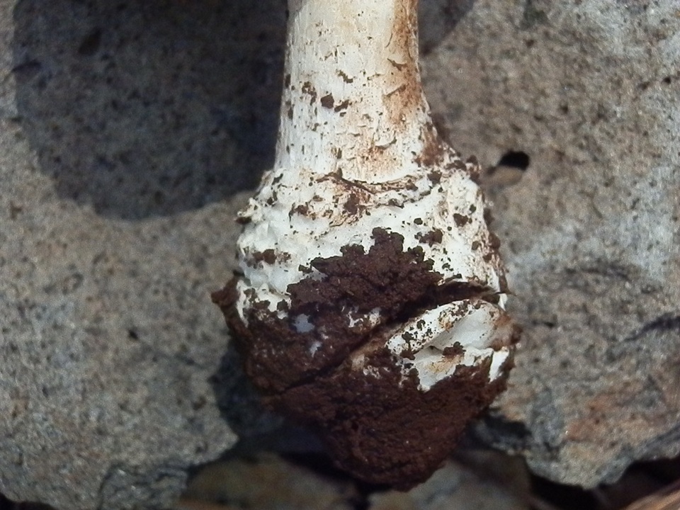 Amanita tlaxcalipanthera image