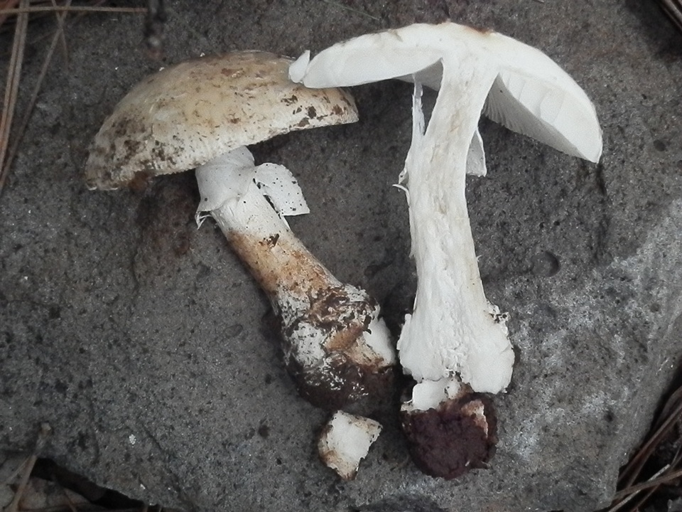 Amanita tlaxcalipanthera image