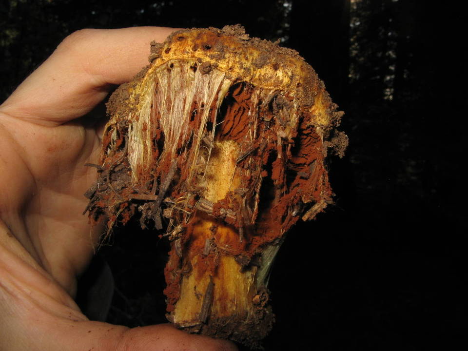 Cortinarius verrucisporus image
