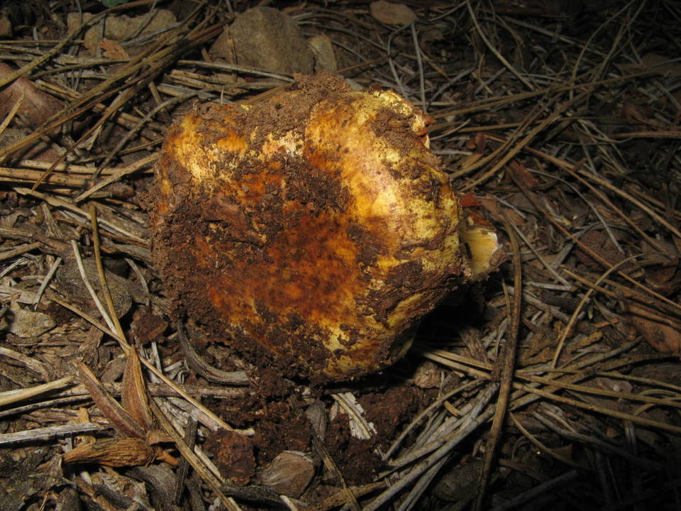 Cortinarius verrucisporus image