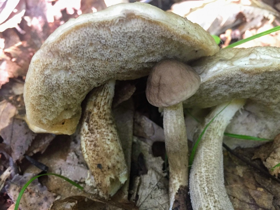 Leccinum glutinopallens image
