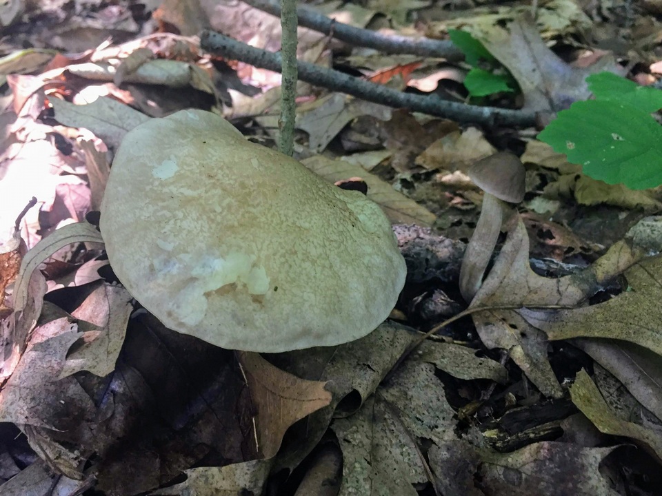 Leccinum glutinopallens image