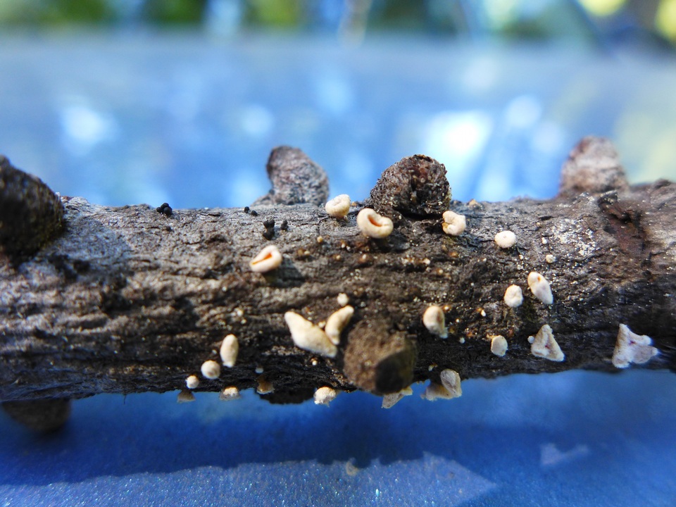 Lachnellula occidentalis image