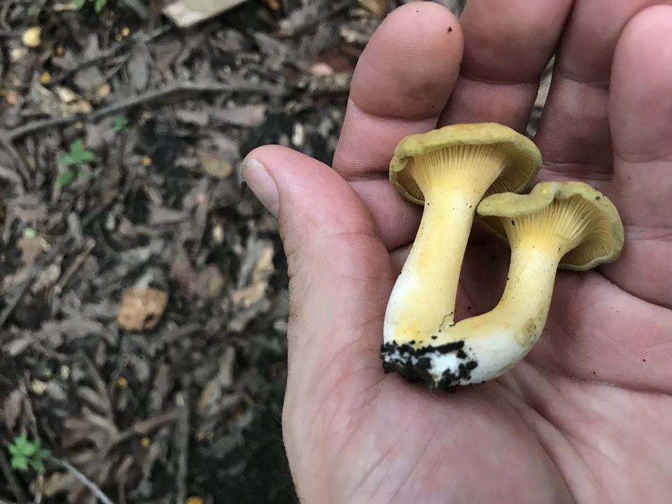 Cantharellus iuventateviridis image