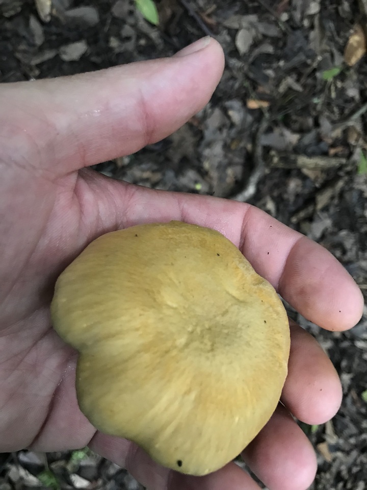 Cantharellus iuventateviridis image