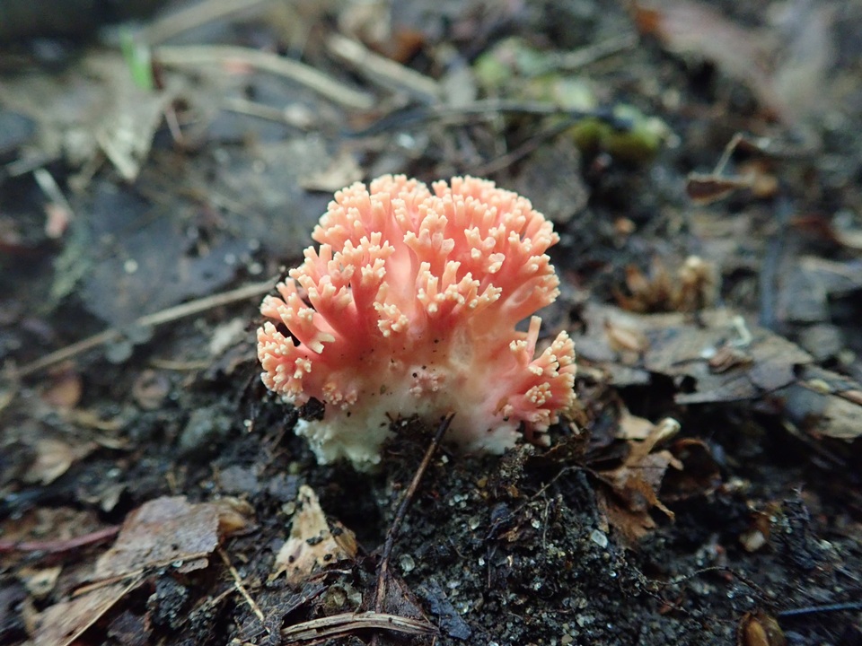 Ramaria subbotrytis image