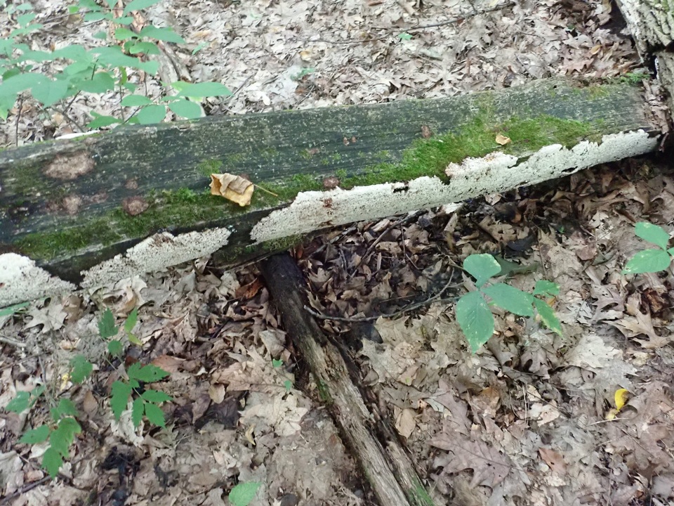 Oxyporus latemarginatus image