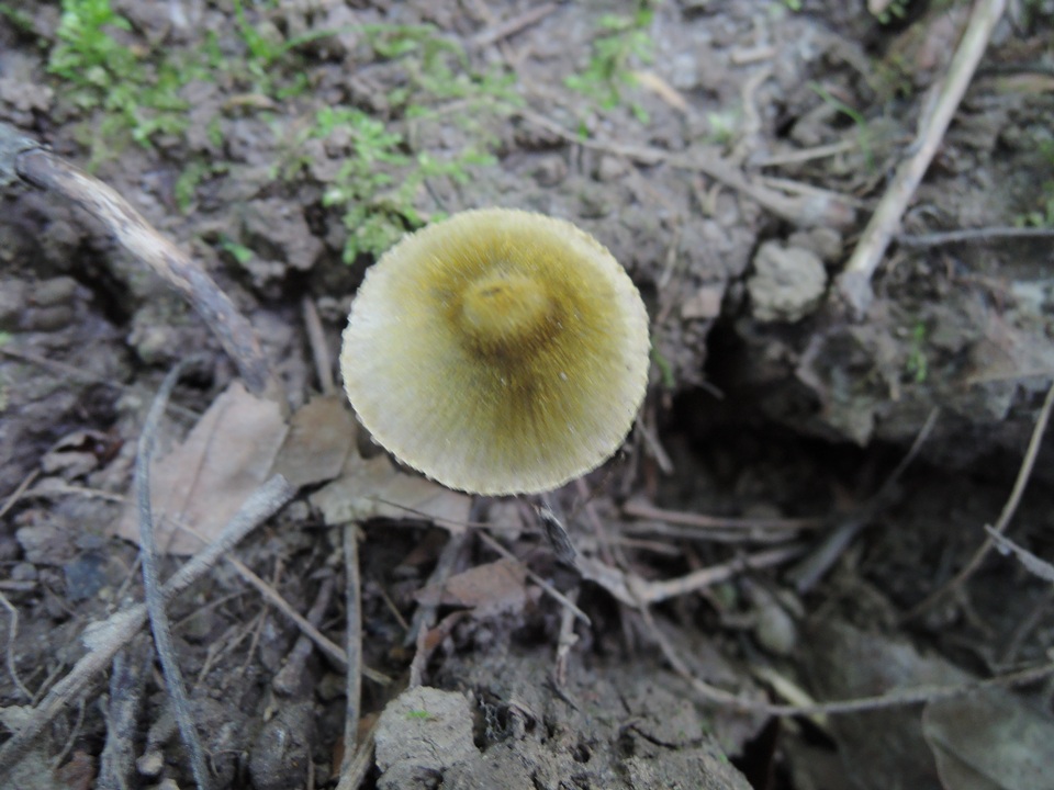 Entoloma flavoviride image