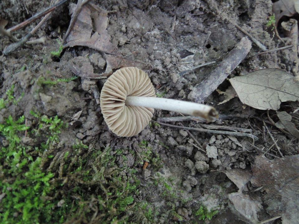 Entoloma flavoviride image