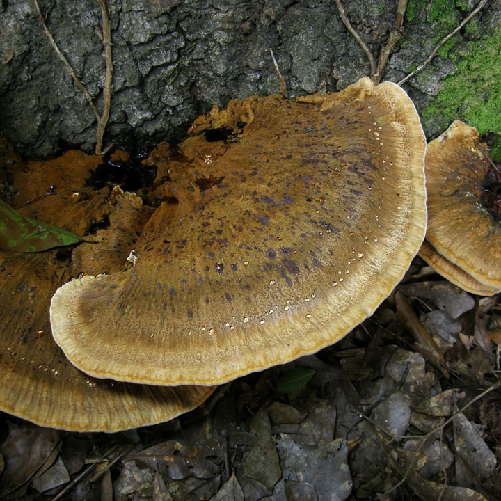 Inocutis ludoviciana image