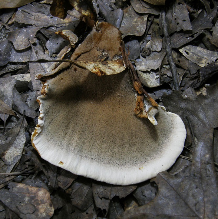 Inocutis ludoviciana image