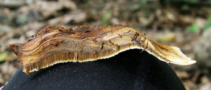 Inocutis ludoviciana image