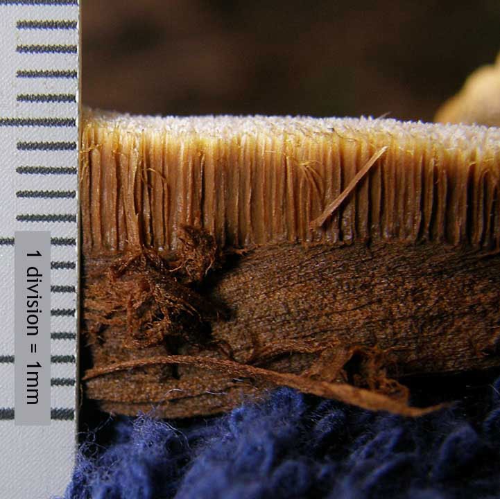 Inocutis ludoviciana image