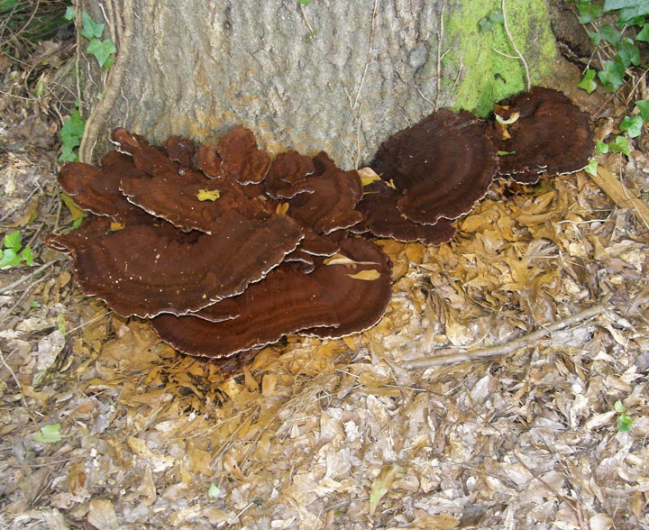 Inocutis ludoviciana image